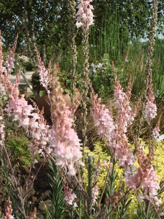 Linaria purpurea 'Canon J Watt' fleur2
